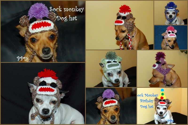 Dressed up monkey pictures